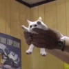 Broken Cats 3 10
