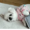 Dog 11