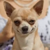 Dog 12
