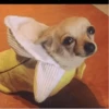 Dog 13