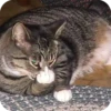 Bad Cats 17