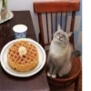 Broken Cats 3 12
