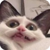 Bad Cats 18