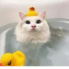 Broken Cats 3 13