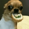 Dog 14