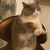 kucing by yana 14