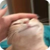 Bad Cats 19