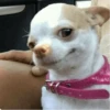 Dog 15