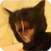 Bad Cats 20