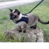 Broken Cats 3 15