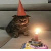 Broken Cats 3 16