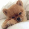 Dog 16