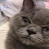 Broken Cats 3 17