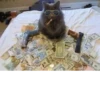 Broken Cats 3 18