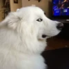 Dog 17