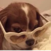 Dog 18