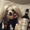 Dog 19