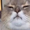 Broken Cats 3 20