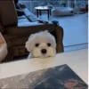 Dog 20