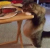 Broken Cats 3 21