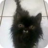 Bad Cats 21
