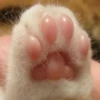 kucing by yana 18