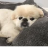 Dog 21