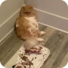 Bad Cats 22