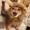 Broken Cats 3 23