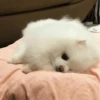 Dog 23