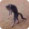 Bad Cats 23