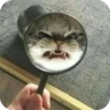 Bad Cats 24