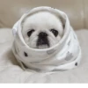 Dog 24