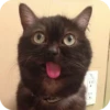 Bad Cats 26