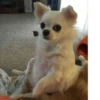 Dog 25