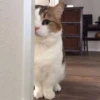 kucing by yana 23