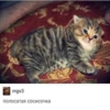 Broken Cats 3 25