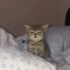 kucing by yana 25