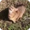 Bad Cats 27