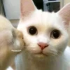 kucing by yana 26