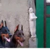 Broken Cats 3 26