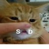 Broken Cats 3 27