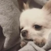 Dog 26