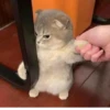 Broken Cats 3 29