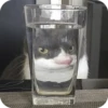 Bad Cats 28