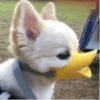 Dog 28