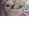 Dog 29