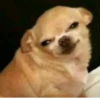 Dog 30