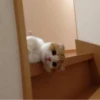 kucing by yana 30