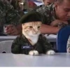 Broken Cats 3 30
